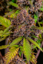 Lemon Cherry Cookies Auto