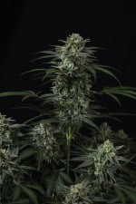 Banana Frost Auto