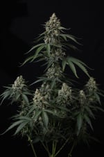 Banana Cherry Cookies Auto