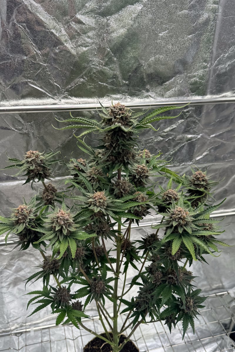 Photo of Cherry Cola Auto RF3