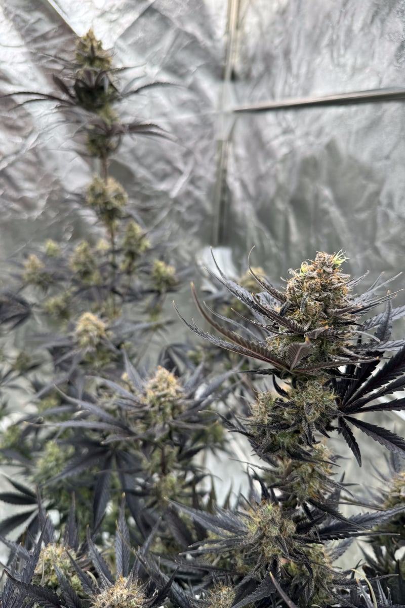 Photo of Guava Auto RF3