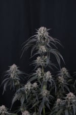 Mango Frost Auto