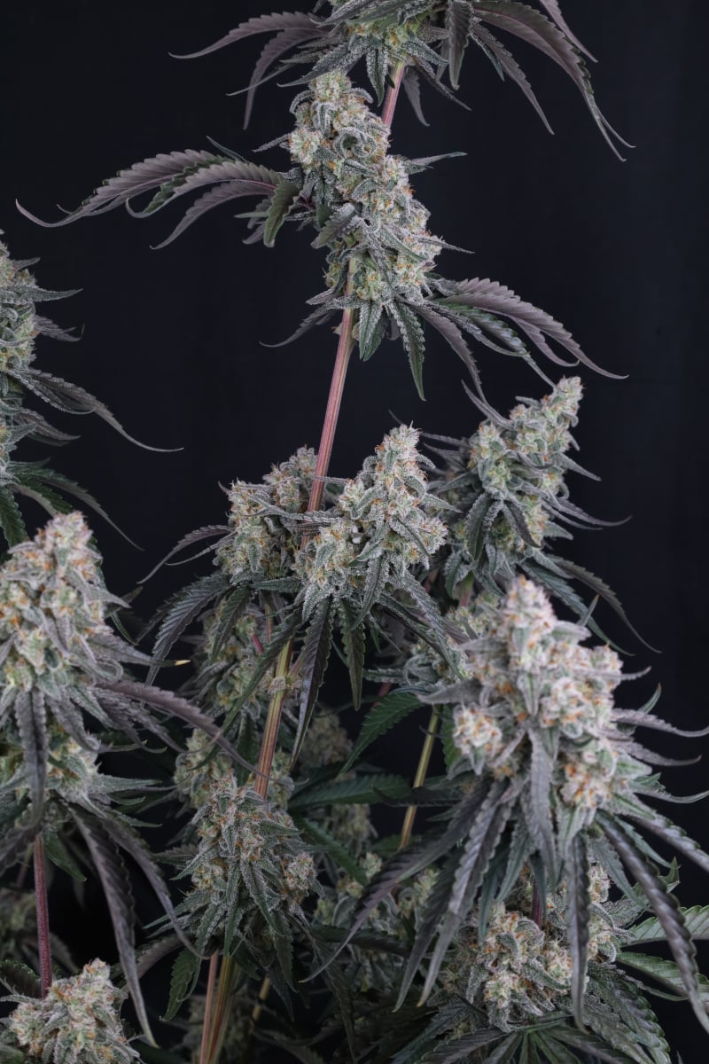 Photo of Pineapple OG Auto