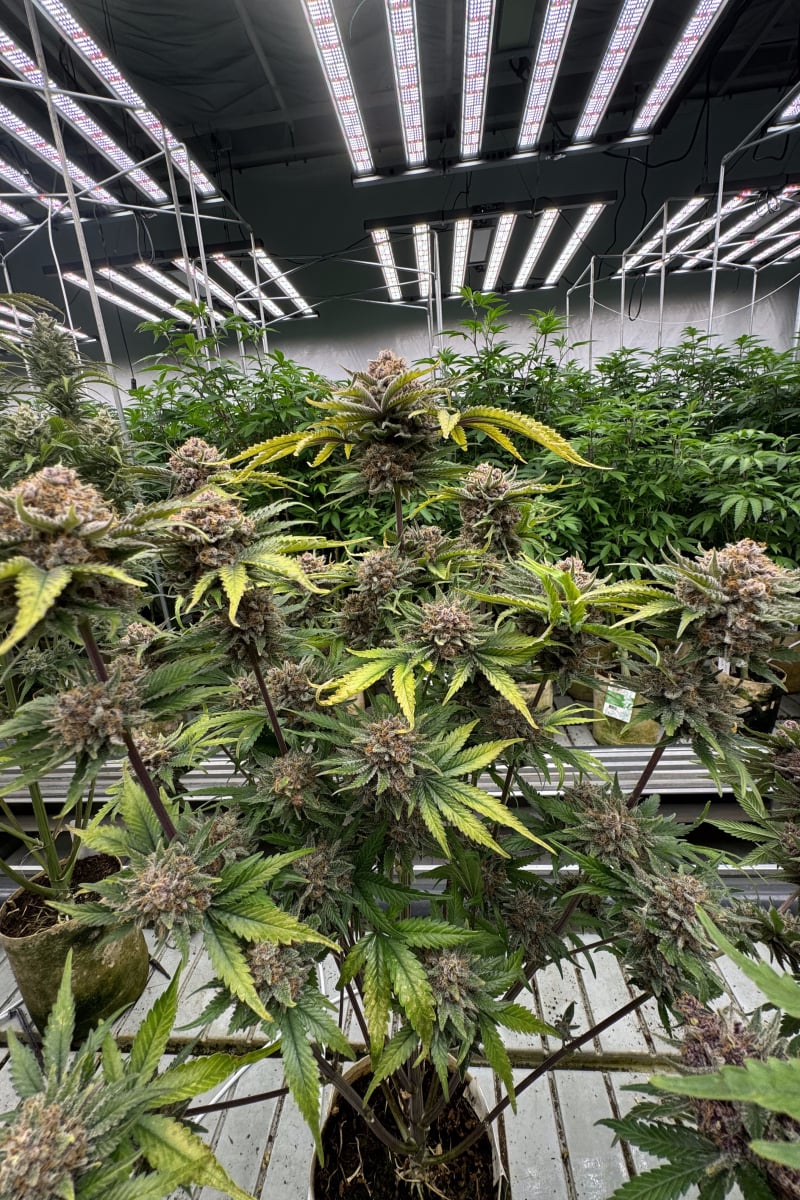 Photo of Cherry Cola Auto RF3