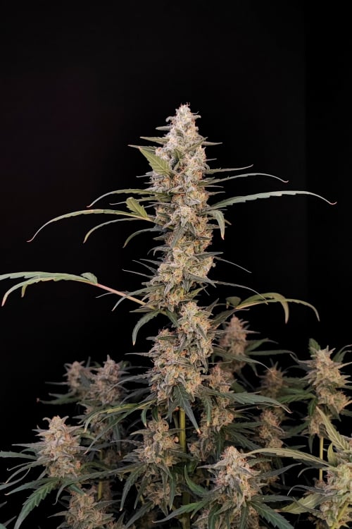 Critical Auto Seeds – Buy Critical Weed Strain | Fast Buds