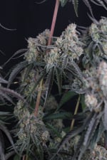 Pineapple OG Auto