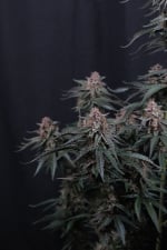 Mendo Cherry Cookies Auto