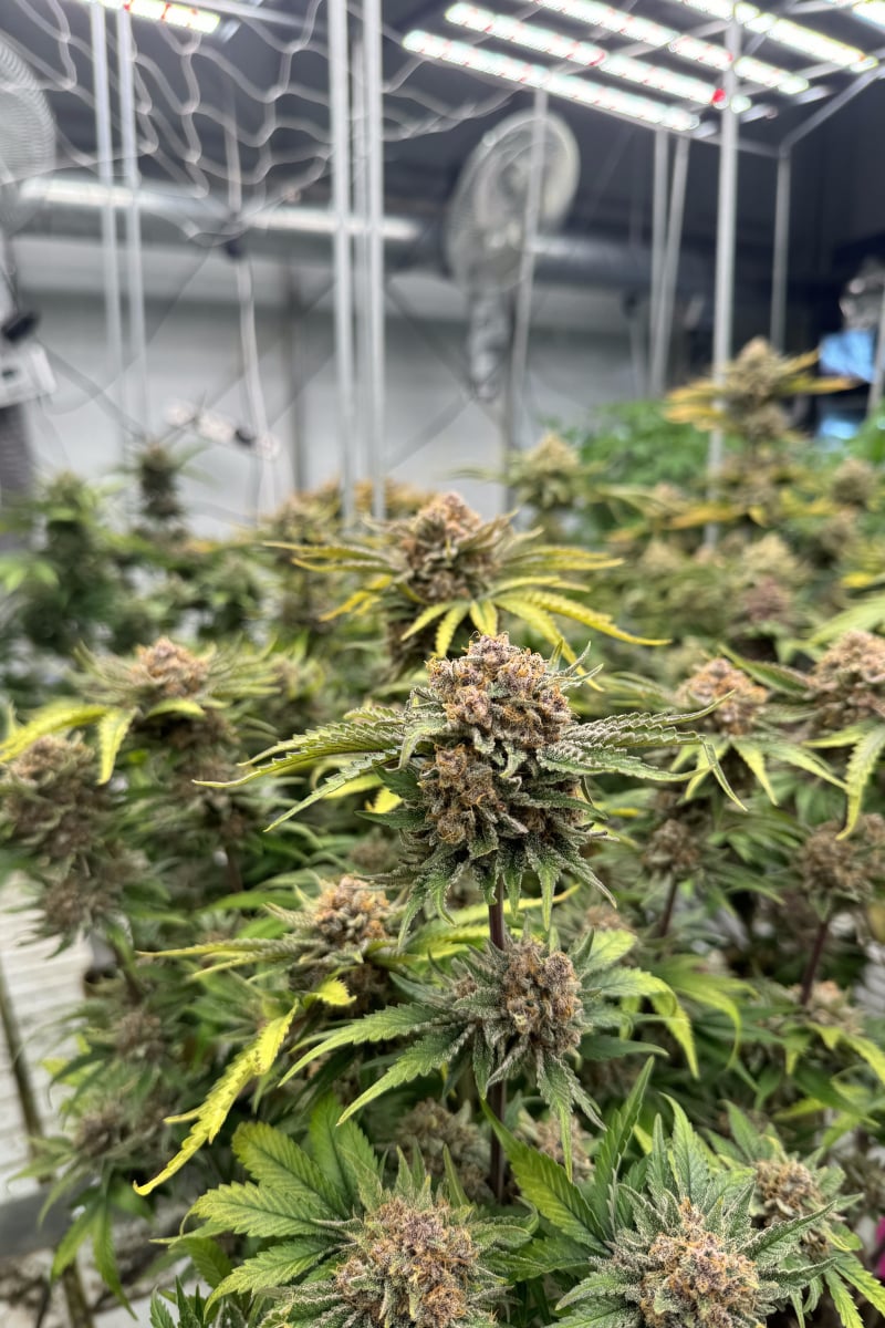 Photo of Cherry Cola Auto RF3