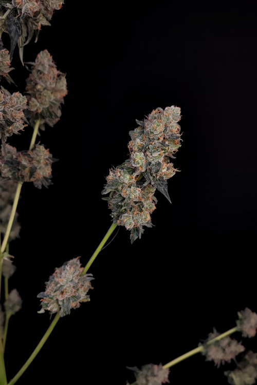 Northern Lights Auto Cannabis Seeds – Buy Northern Lights Weed Strain ...