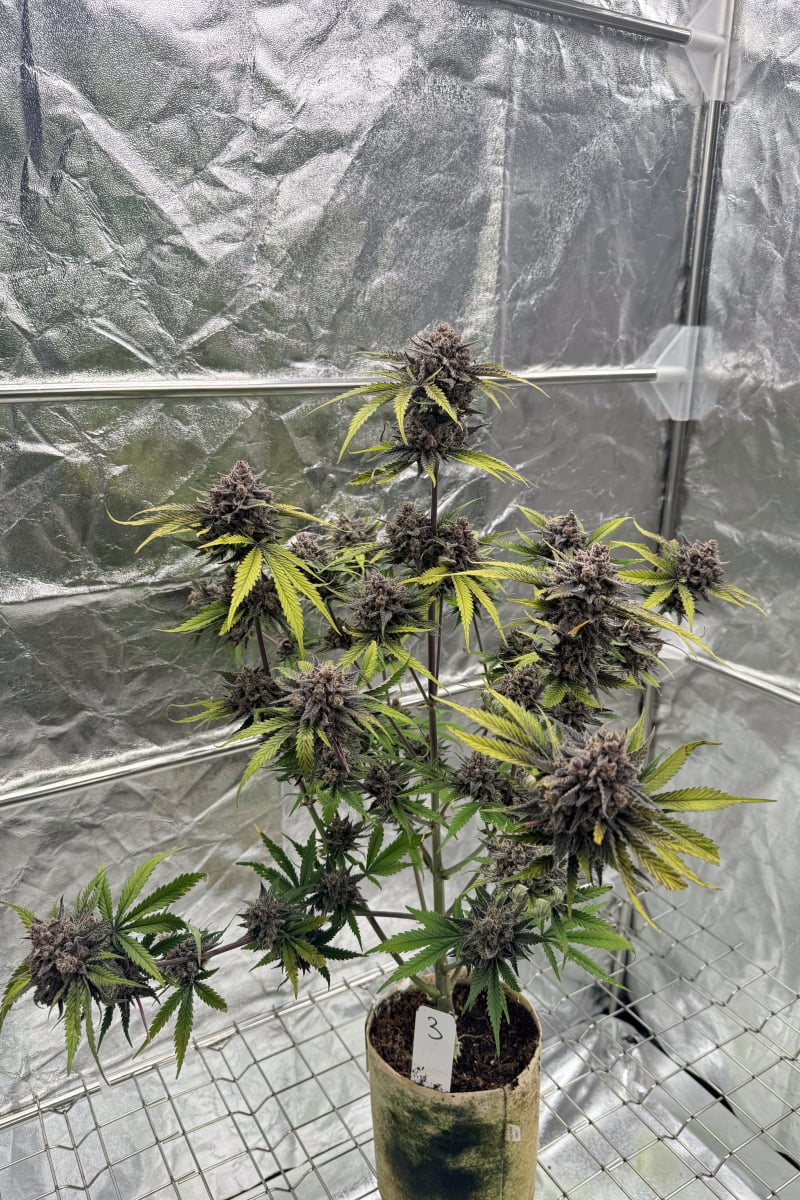 Photo of Cherry Cola Auto RF3