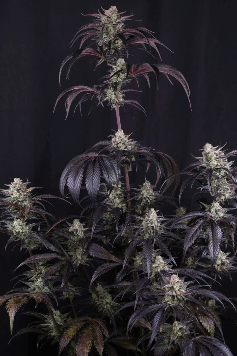 Photo of Strawberry Gorilla Auto RF3