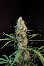 Jack Herer Auto