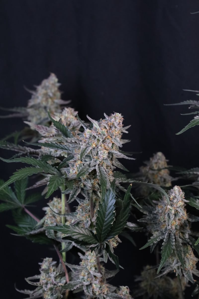 Photo of Guava Sundae Auto