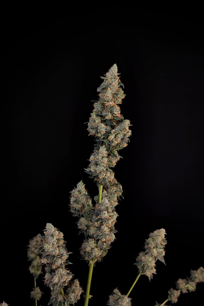 Photo of Northern Lights Auto