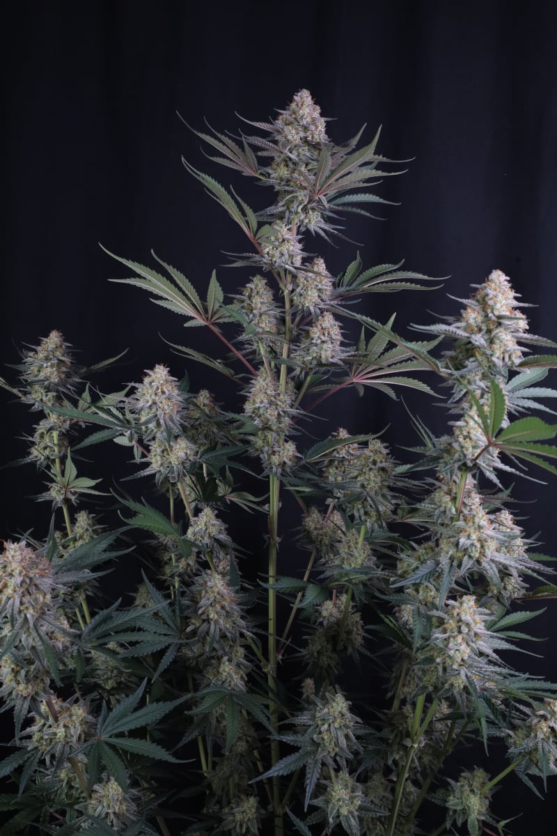 Photo of Lemon Tree Auto