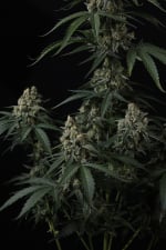 Banana Cherry Cookies Auto
