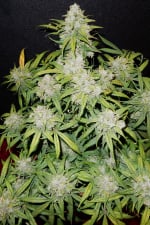 CBD Auto 11 CBD Crack