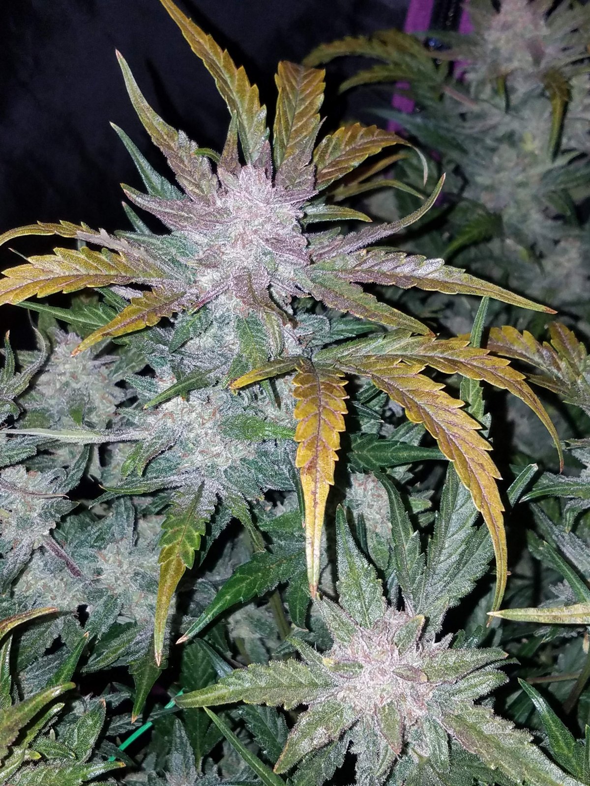 Buy Mexican Airlines Auto Cannabis Seeds
