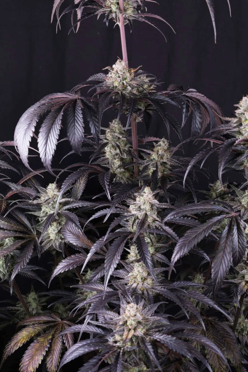 Photo of Strawberry Gorilla Auto RF3