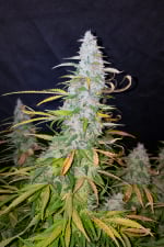 Californian Snow Auto