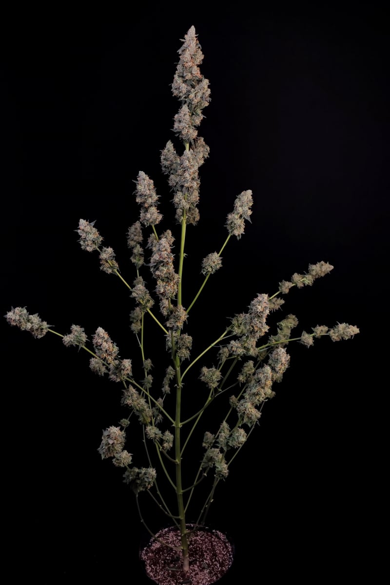 Photo of Northern Lights Auto