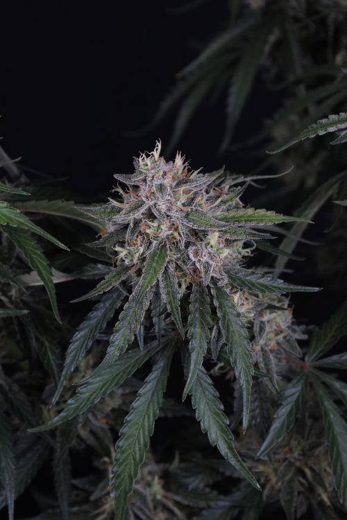 GMO Auto