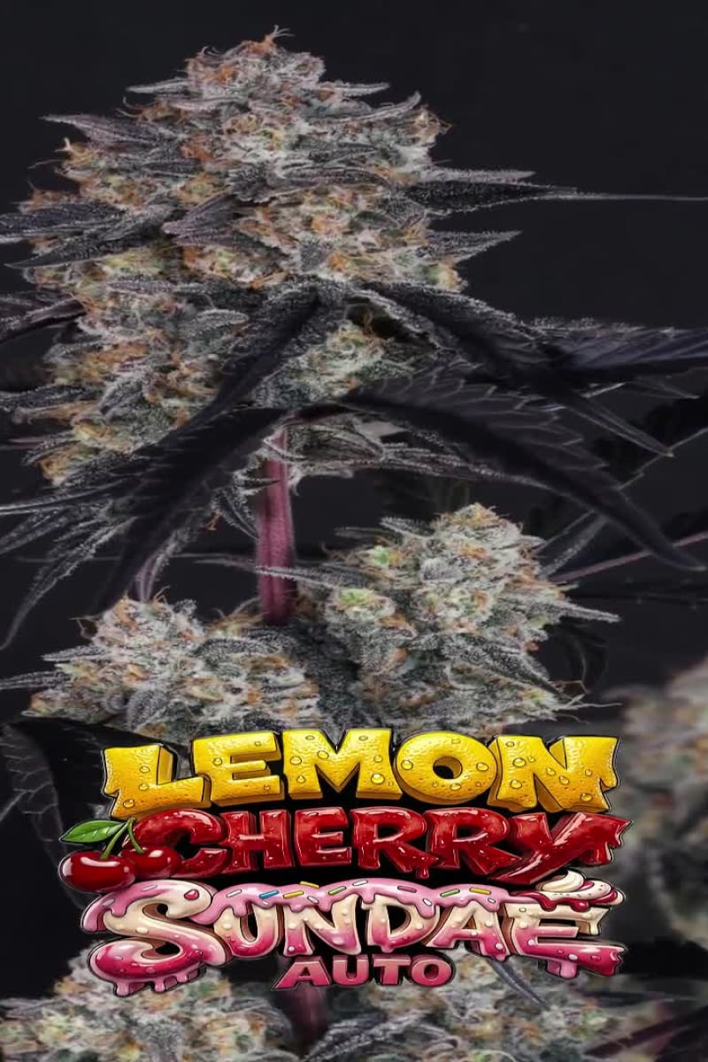 Lemon Cherry Sundae Auto video