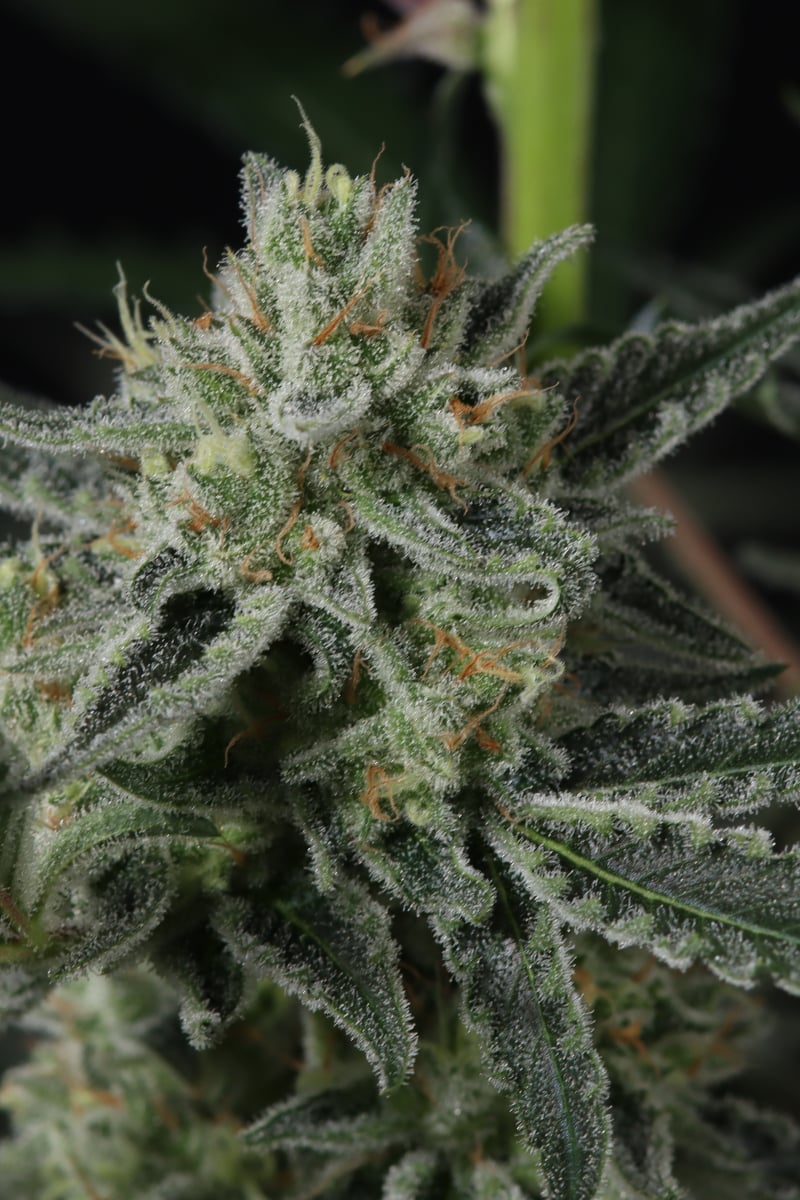 Photo of Banana Guava Auto