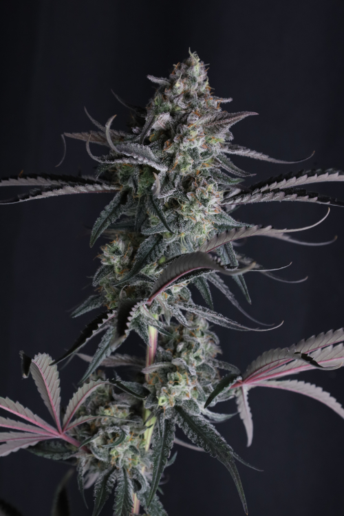 Pineapple OG Auto