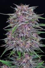 Banana Purple Punch Auto