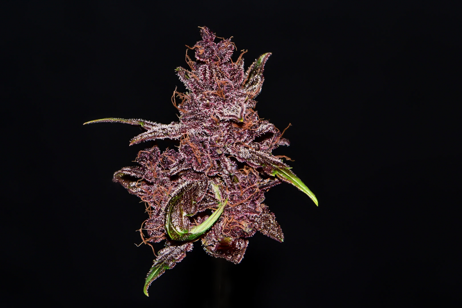 Purple Lemonade Auto Cannabis Seeds Fast Buds