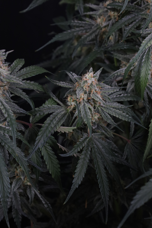 Garlic Mint Sherbet Auto