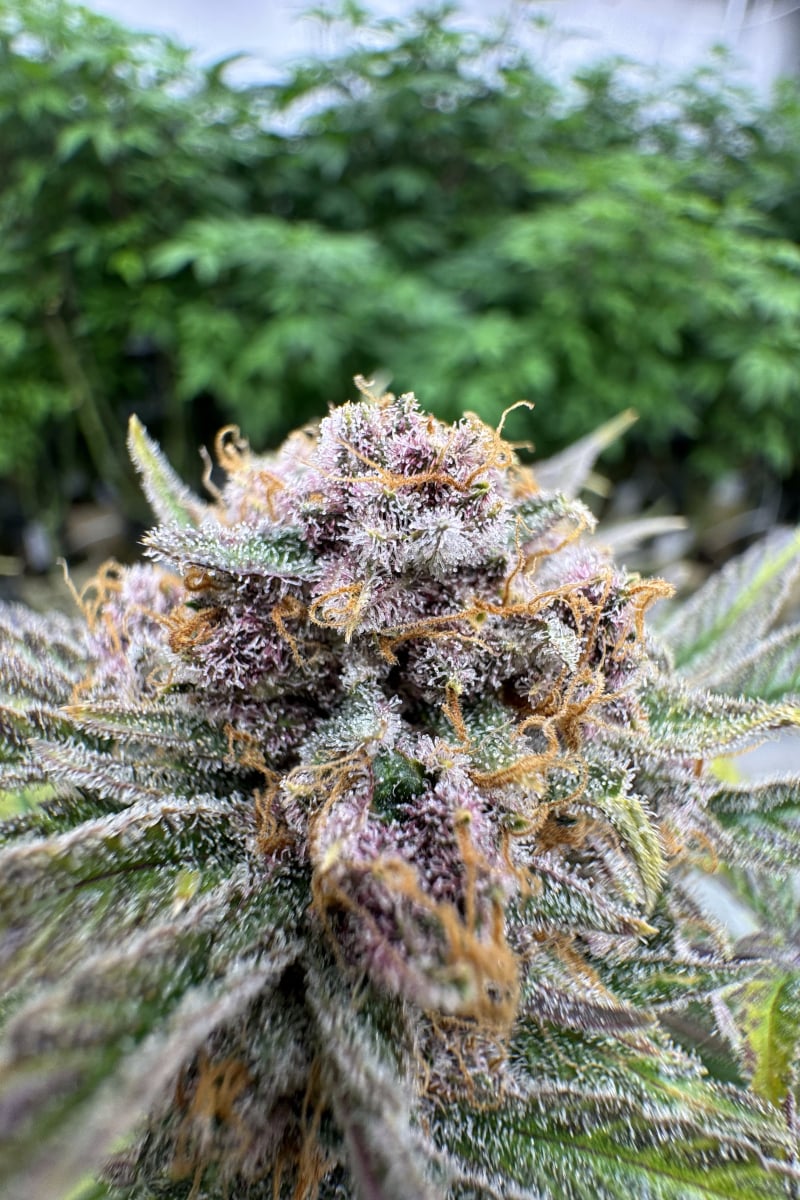 Photo of Cherry Cola Auto RF3