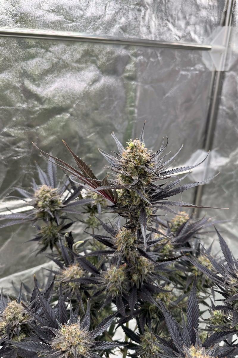 Photo of Guava Auto RF3