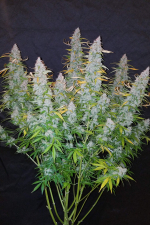 Californian Snow Auto