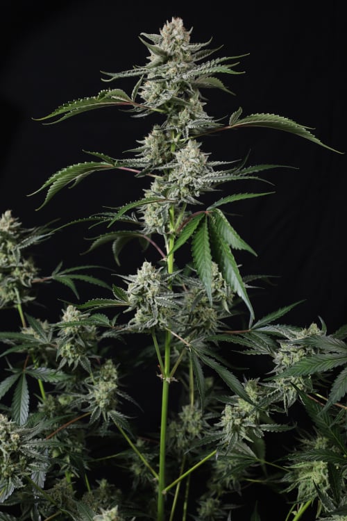Banana Guava Auto