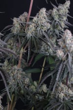 Pineapple OG Auto
