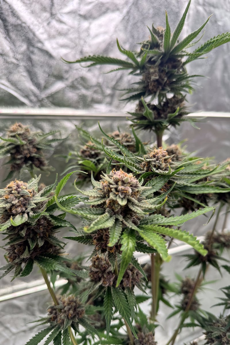Photo of Cherry Cola Auto RF3