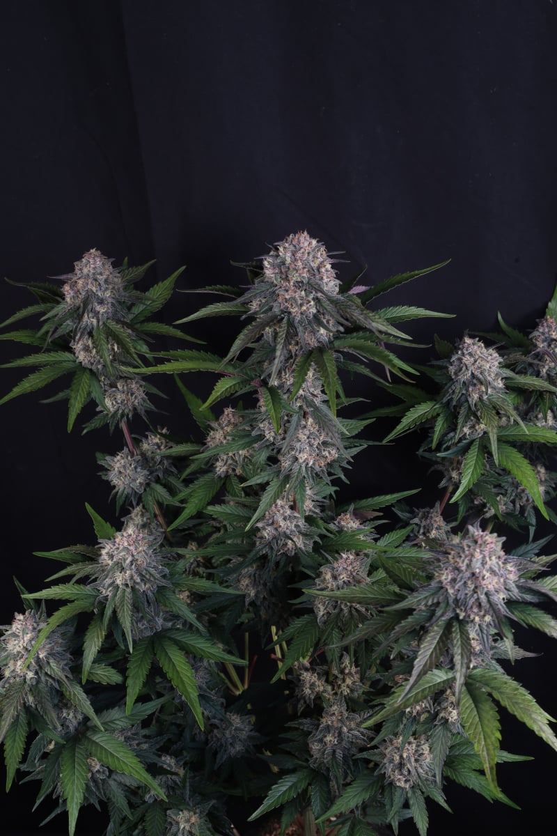 Photo of Lemon Cherry Sundae Auto