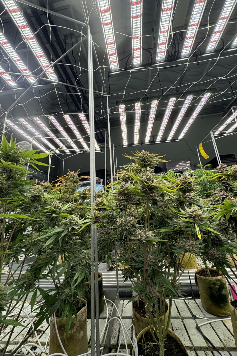 Photo of Cherry Cola Auto RF3