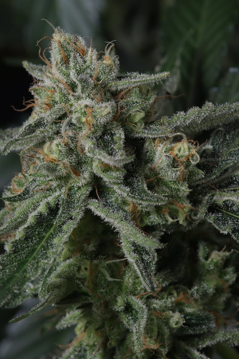 Photo of Banana Guava Auto