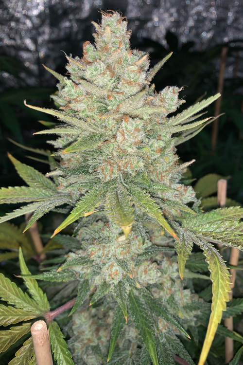 OG Kush Auto Cannabis Seeds for Sale – Buy OG Kush Strain | Fast Buds