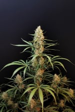 Jack Herer Auto