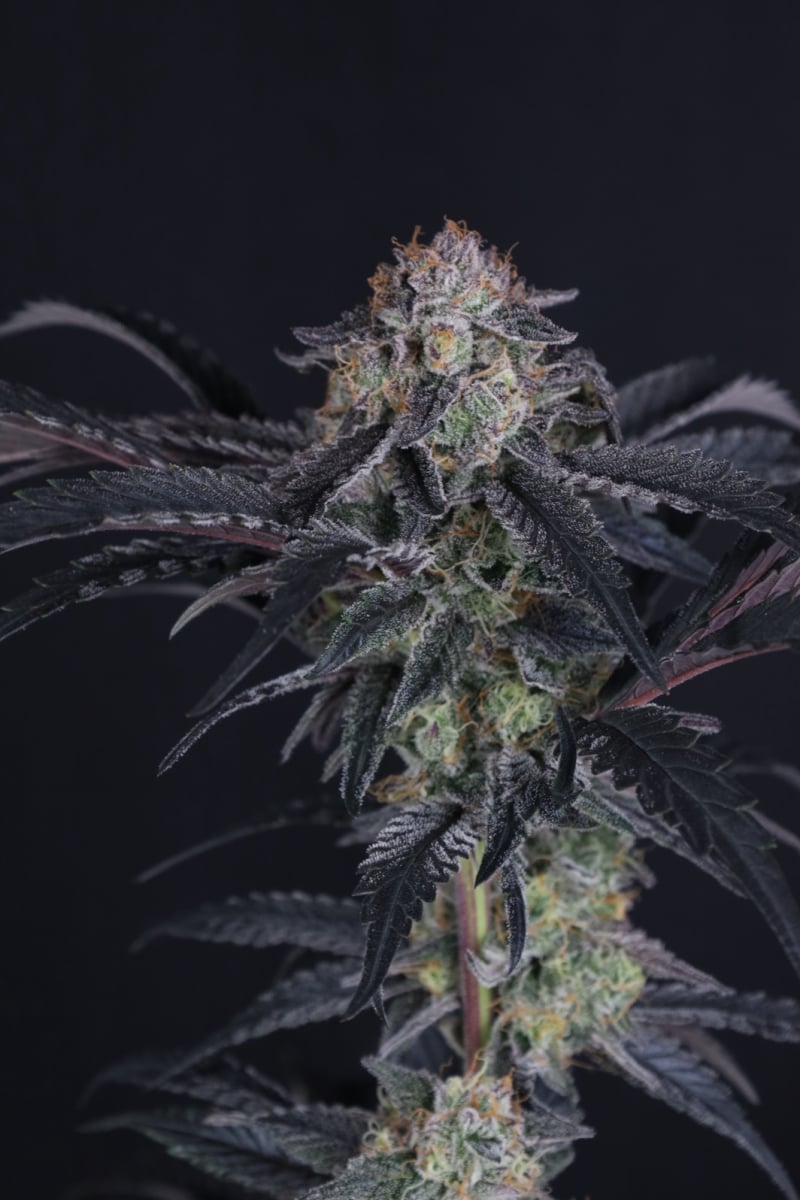 Photo of Mendo Frost Auto