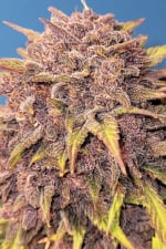 Purple Lemonade Auto