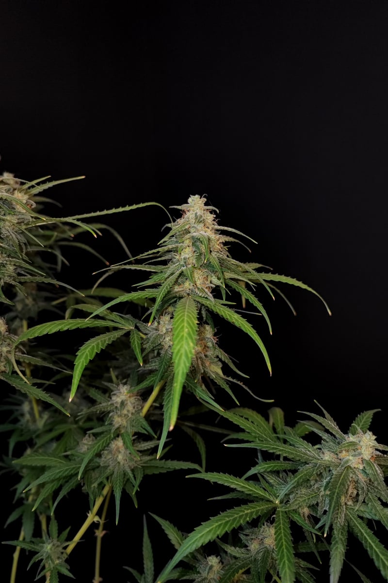 Photo of Sour Diesel Auto