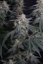 Garlic Mint Sherbet Auto