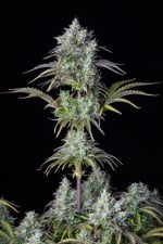 Big Bud Auto