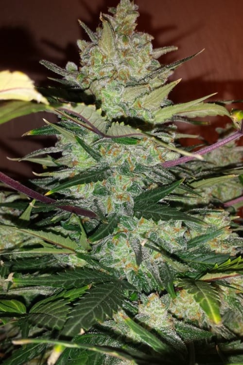 Green Crack Auto Cannabis Seeds – Buy Green Crack Weed Strain | Fast Buds