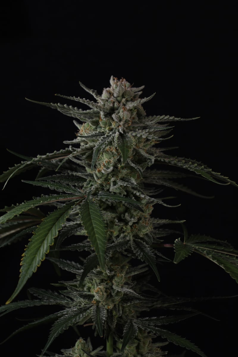 Photo of Banana Guava Auto